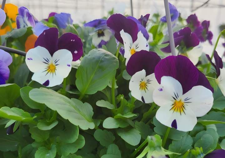 Vente fleurs Callengeville