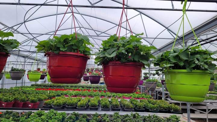 Vente grande variété de fleurs Callengeville