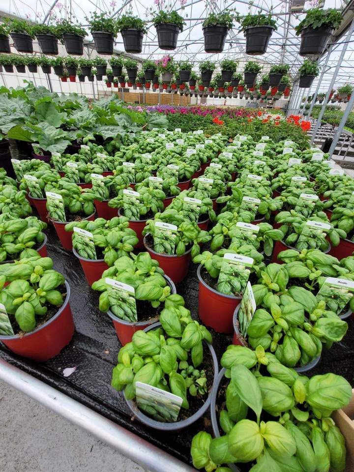 Pépinière fleurs Callengeville