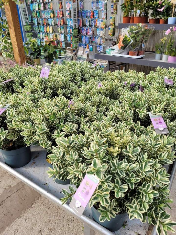 Pépinière fleurs Callengeville