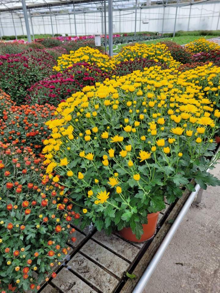 Pépinière fleurs Callengeville