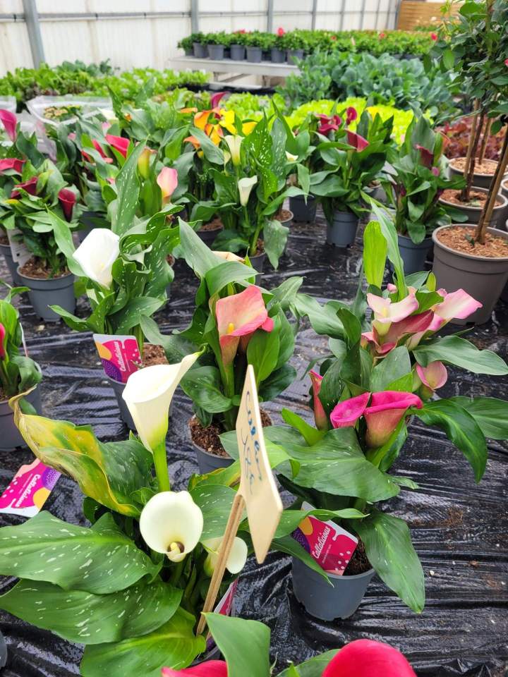 Pépinière fleurs Callengeville