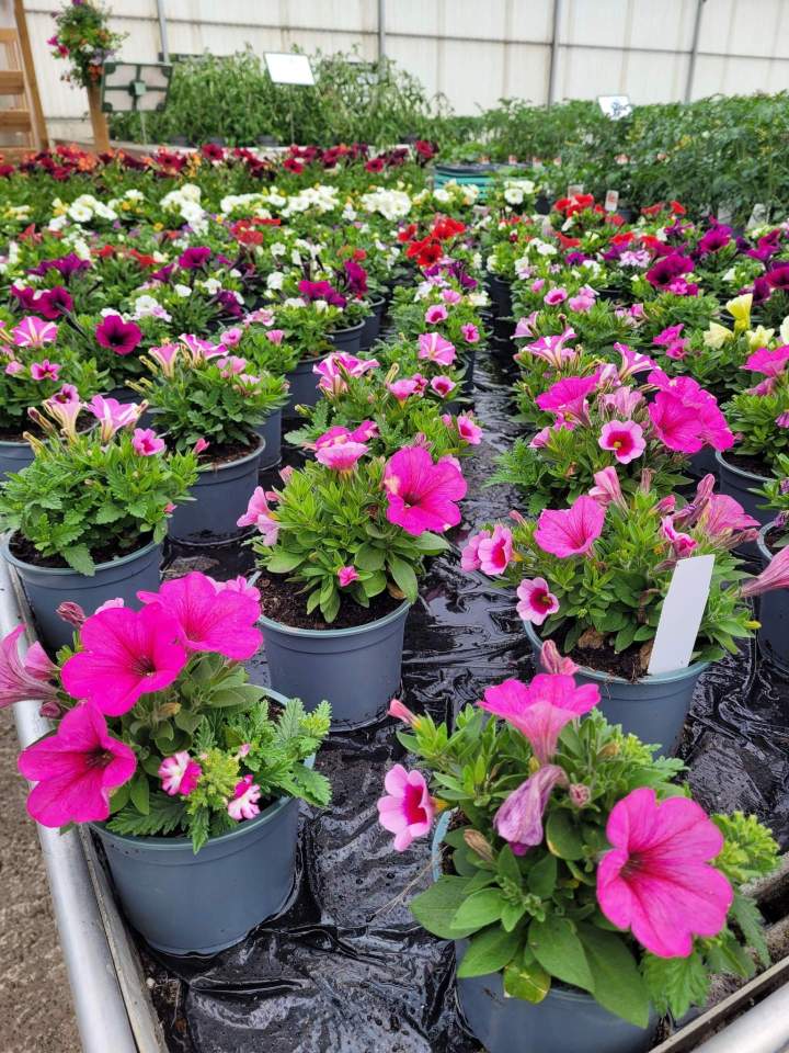 Pépinière fleurs Callengeville