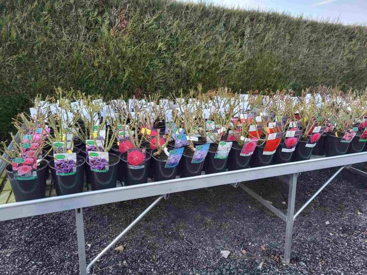 Large choix d'arbres et plantes pour votre jardin