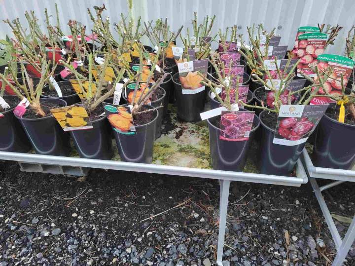 Plantation fleurs Callengeville